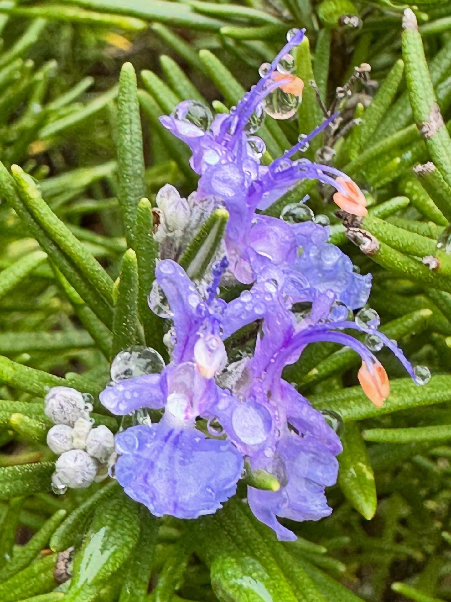 Mild winter on the West Coast: my rosemary is blooming and the rain left jewelry, raindrops. #garden #pacificnorthwest #southerngulfislands #saturnaisland