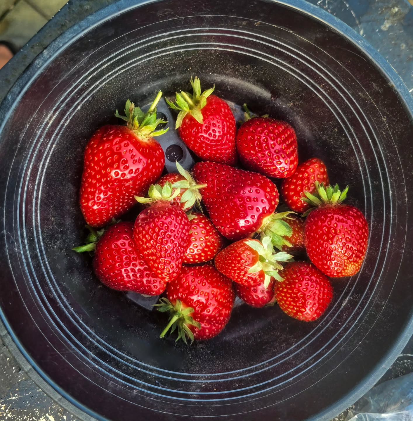 First strawberries from the patch this afternoon: Sweet Ann, Gento, Lambada, and Albion. Sweet Ann has the edge for flavour, but Albion's remarkably good this early. Picked warm and apparently making it to the table before disappearing alongside a homemade Madagascar vanilla ice cream.
#kitchengarden #strawberryseason #strawberrypicking🍓 #allotmentlife🌱