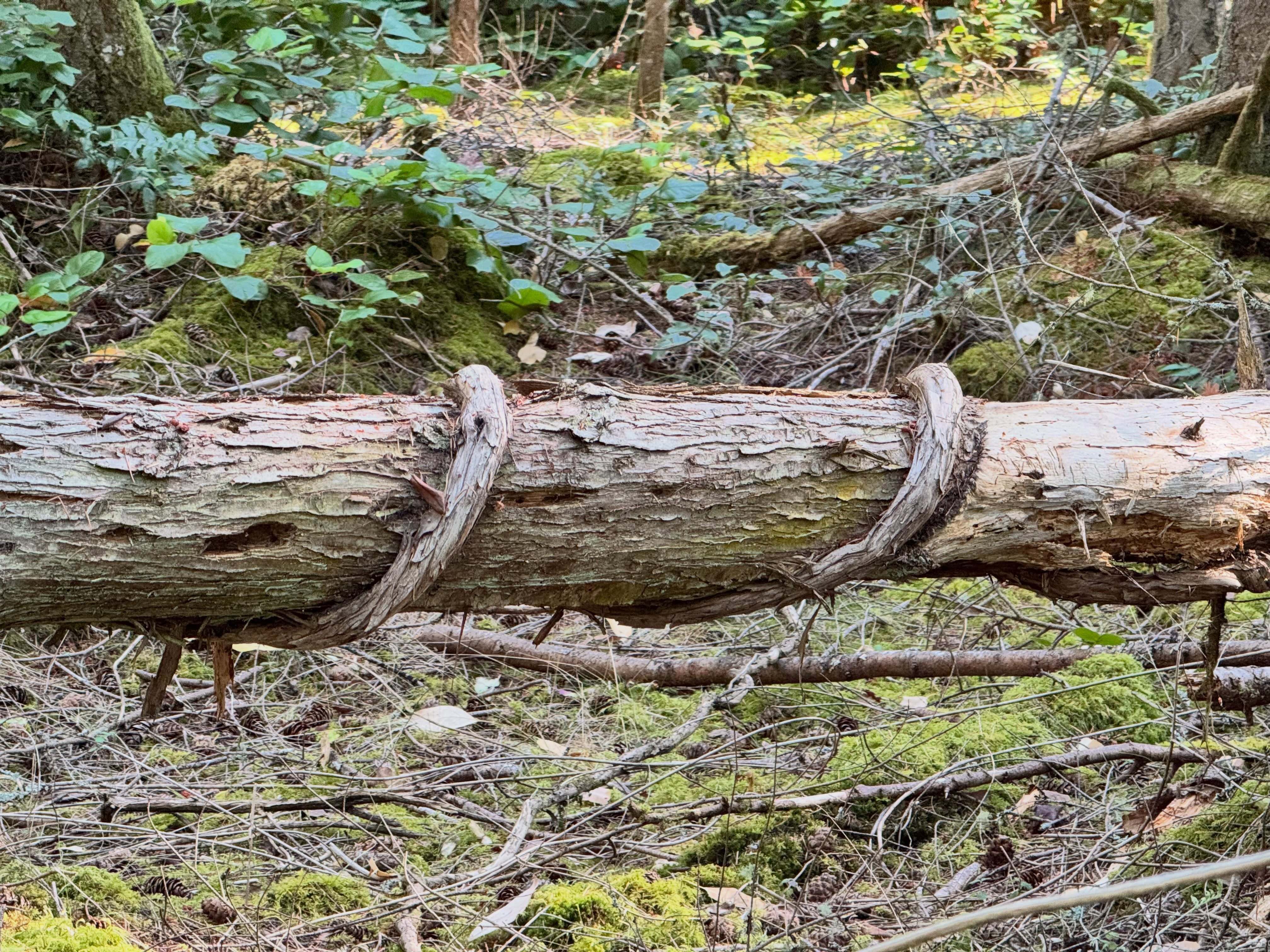Perseverance. I came across this tree, a sizeable one, that was brought down by a very large and ancient honeysuckle vine. Over time, #perseverance can overcome larger adversaries. #forest #walks #pacificnorthwestisbest #honeysuckle