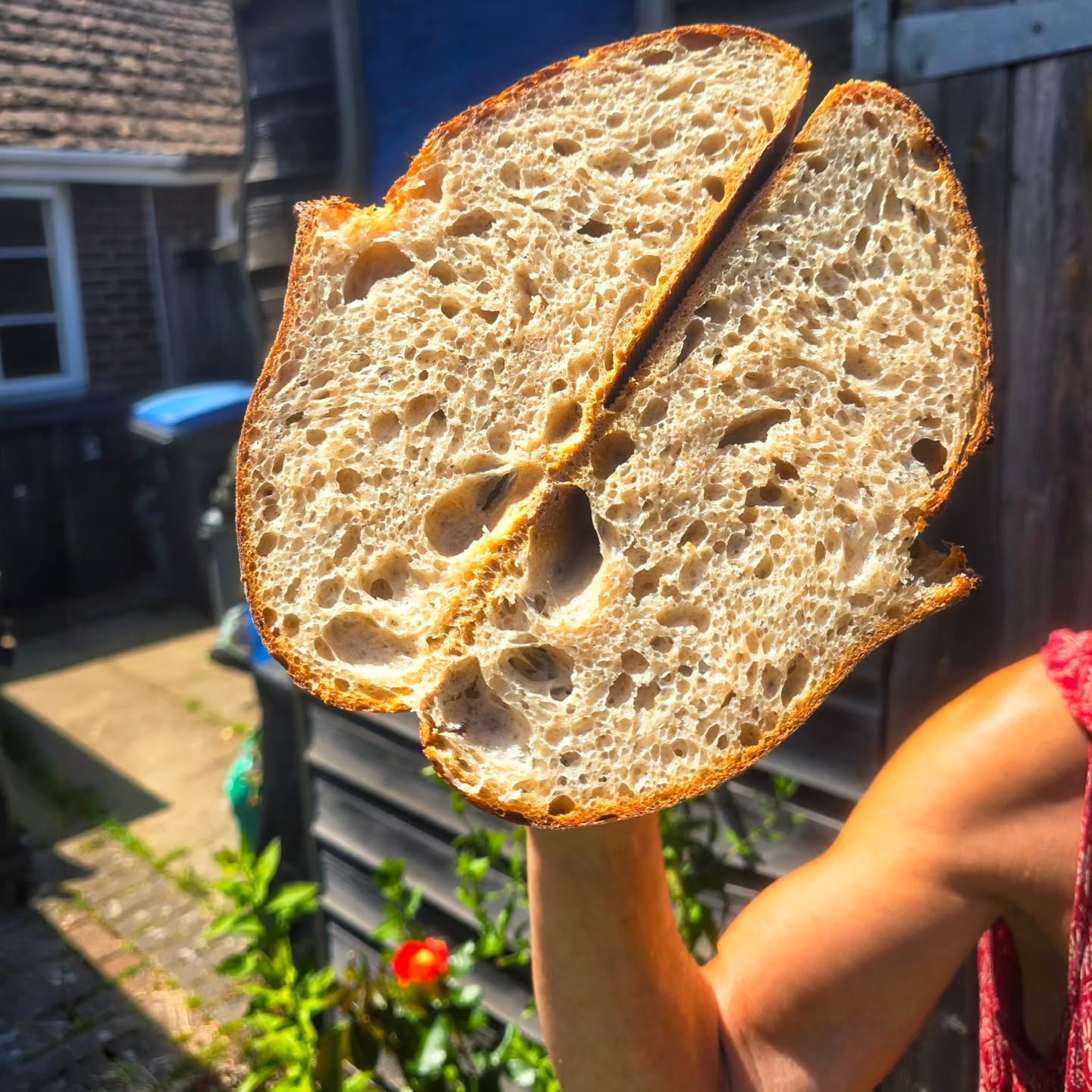 Weekly sourdough bake.
I call this one the Kent Coast Bad Boy - open crumb, dark crust and made with regenerative and organic flours.
This loaf is off to a picnic.
#sourdoughclub #regenerativeflour