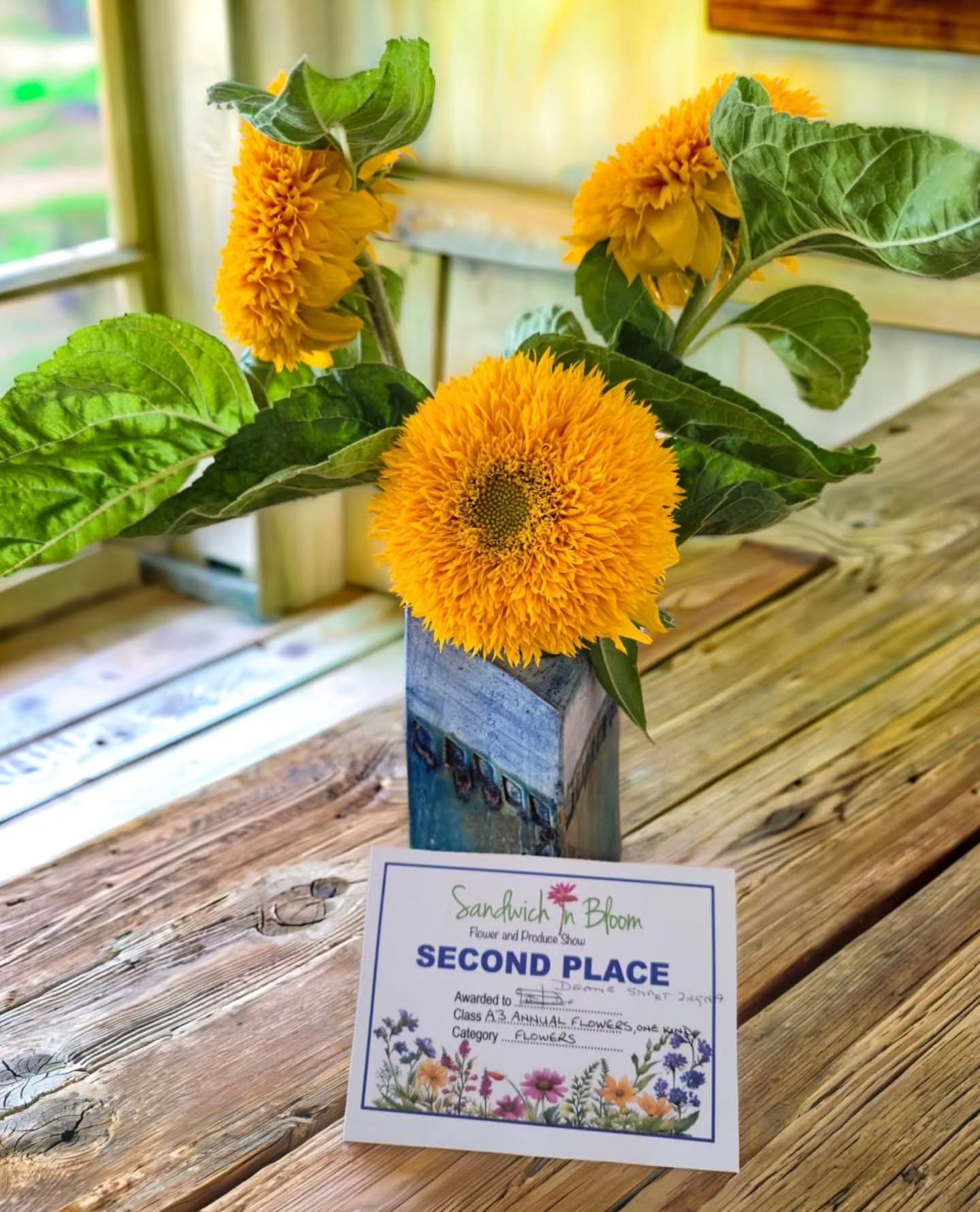 I entered my Teddy Bear sunflowers into the Sandwich in Bloom flower and produce show and came second.
My Honeycomb tomatoes went one better and took first place.
Well chuffed. 🌻🍅
#teddybearsunflower #sandwichinbloom