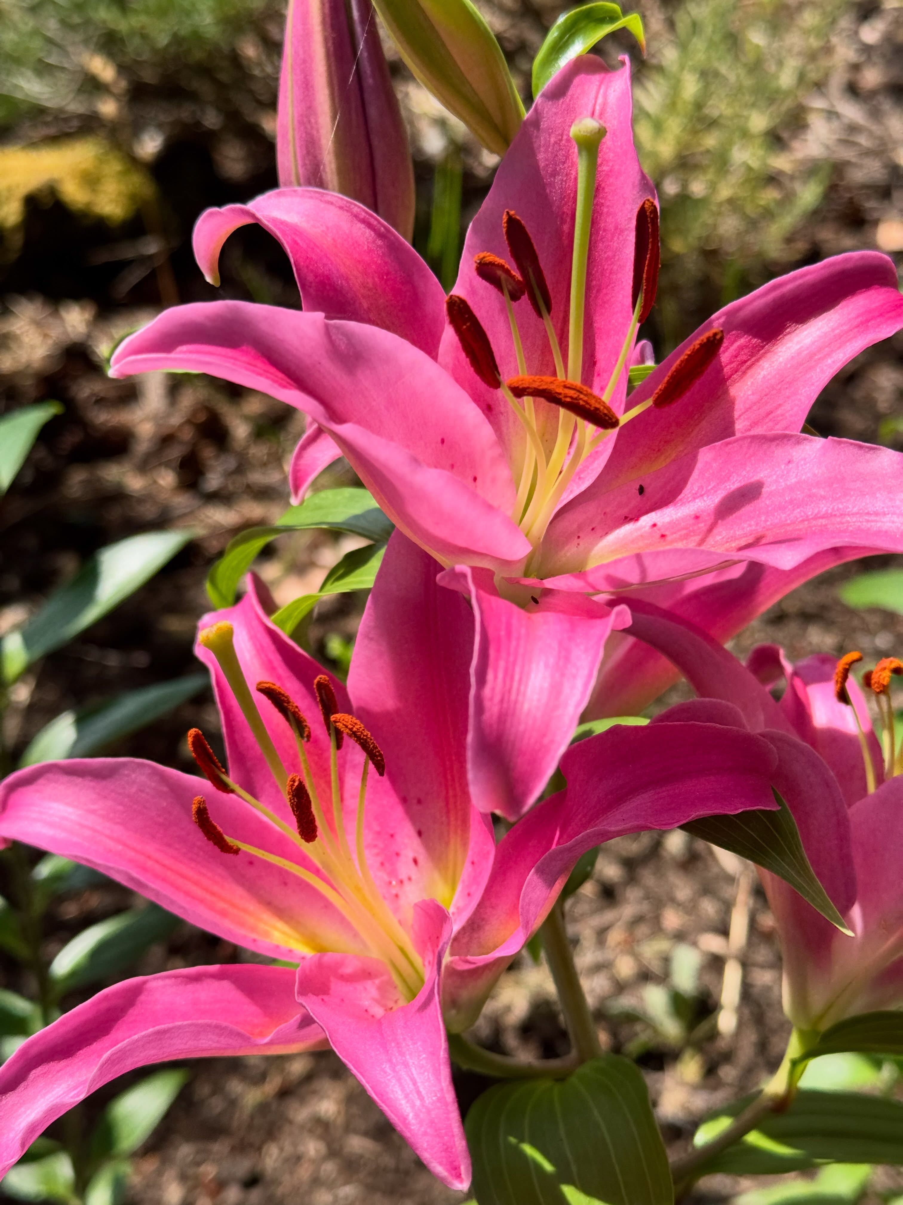 I’m trying lilies in my garden. Lovely scent and colour. And also loved by the little crab spider, the assassin lying in wait for unsuspecting insect visitors. #lilies #crabspider #garden #saturnaisland