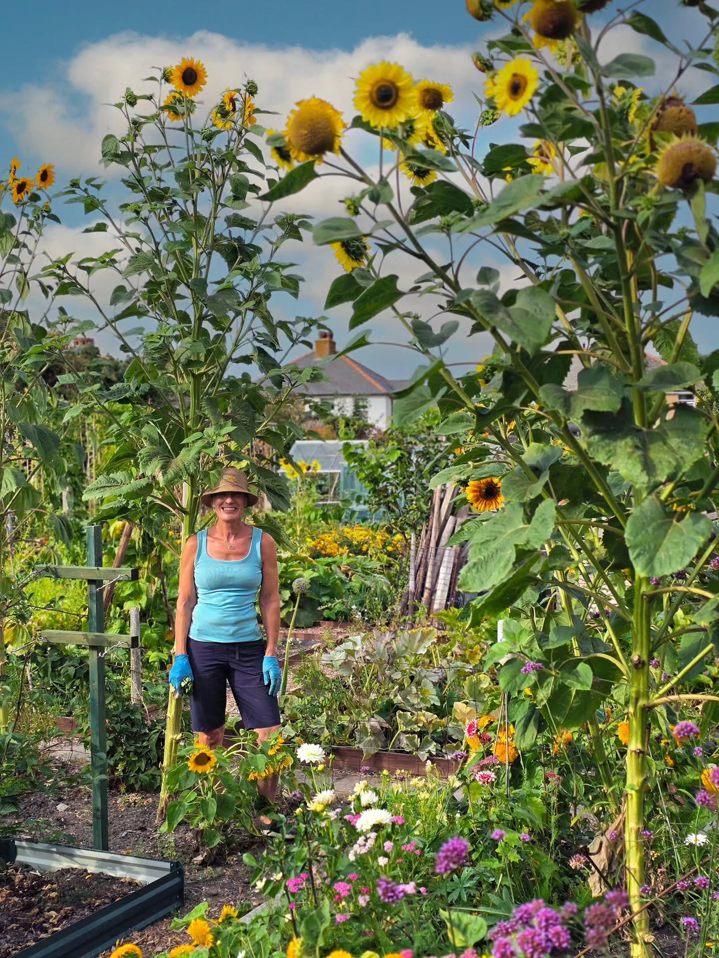 The sunflowers in our allotment pollinator bed have rather got away from us. One has reached 14 feet, with the others standing between 10 and 12 feet. The bees love the flowers, and the birds are already eyeing up the seeds. 🌻
#gardenofengland #blacklaneallotments #sunflowers🌻
