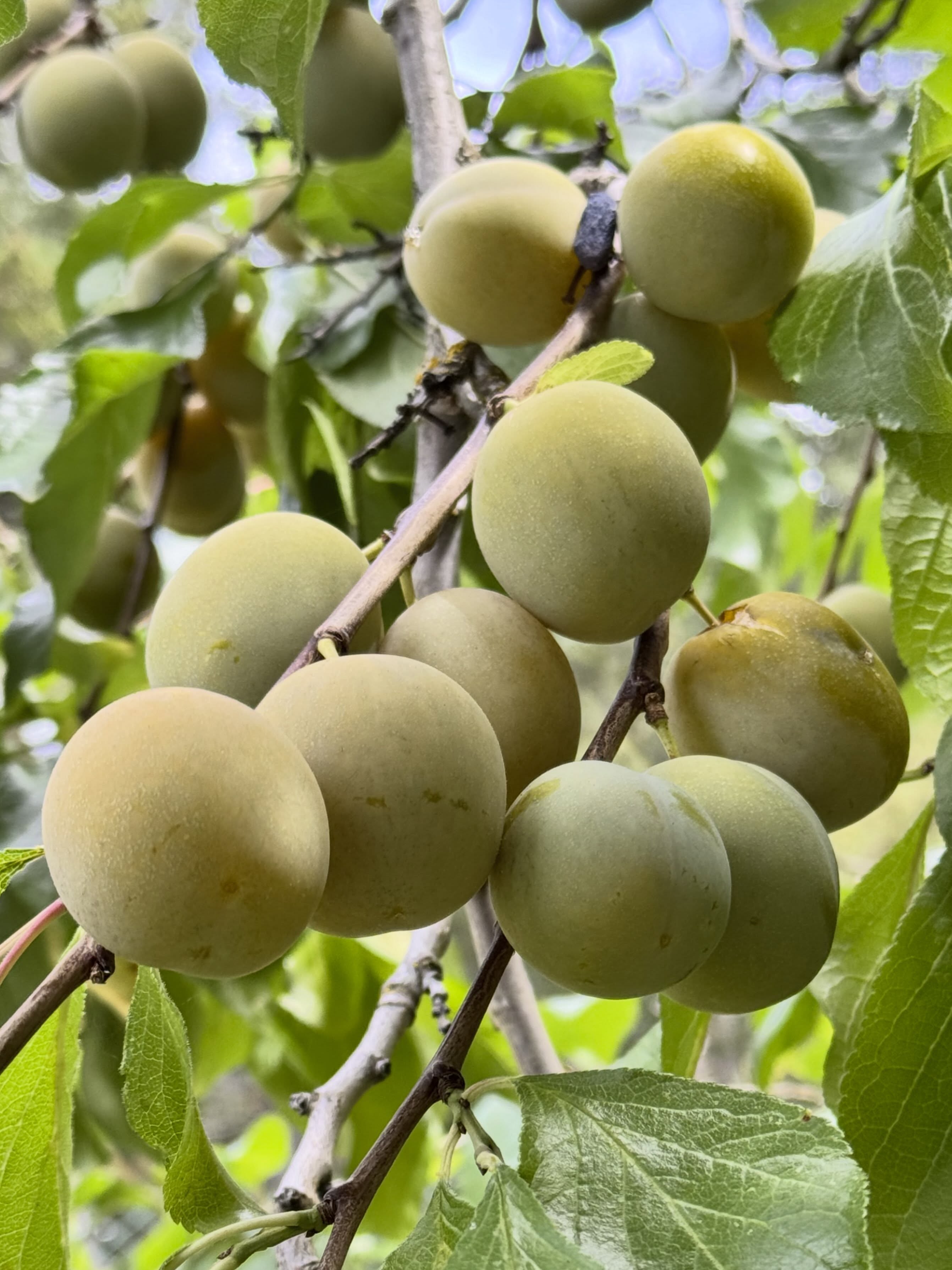 The plum tree was happy in this summer’s heat. #plums everywhere! #summervibes #garden #greengage #reineclaude